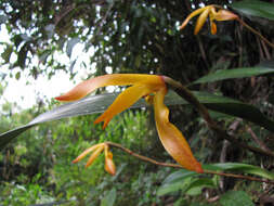 Image of Maxillaria colorata Rchb. fil.