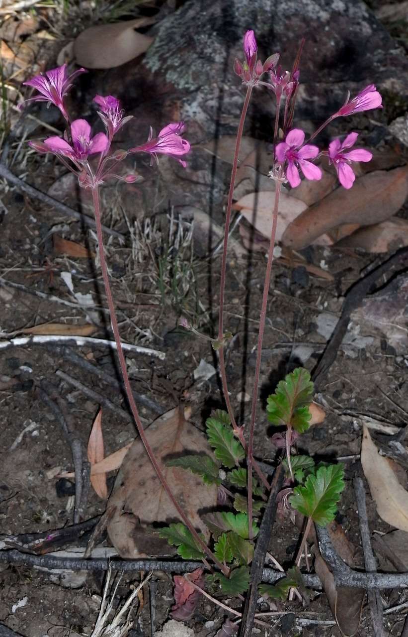 Image of Pelargonium rodneyanum Lindl.