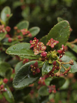 Image of Oregon boxleaf