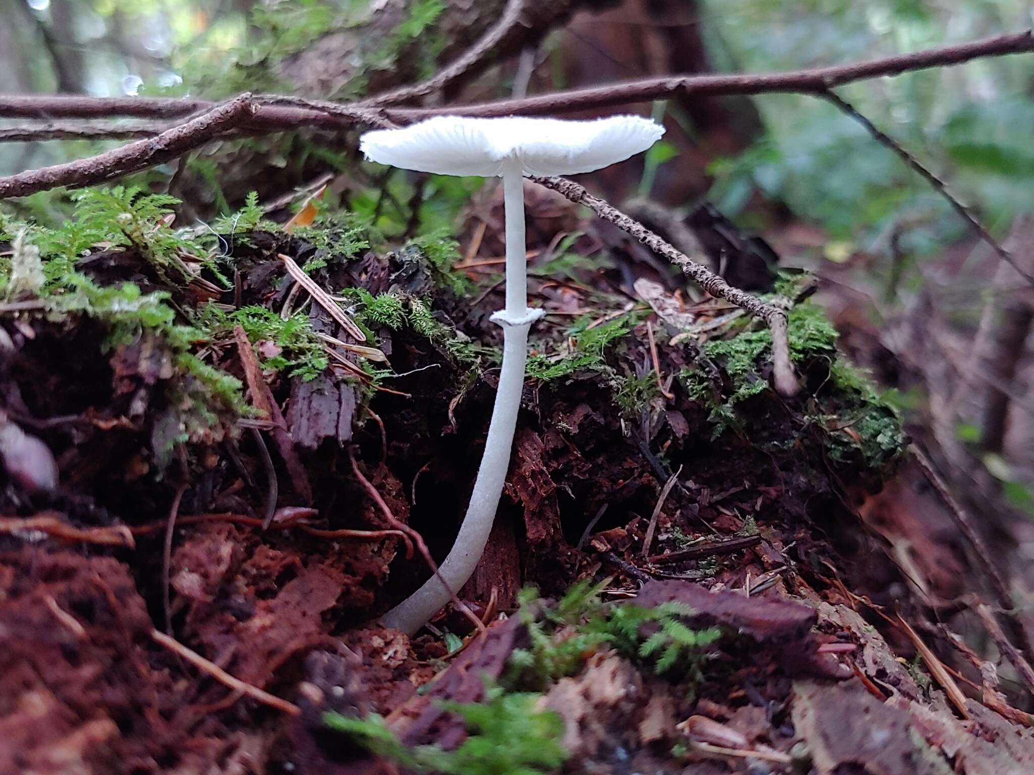 Image of Leucocoprinus brebissonii (Godey) Locq. 1943