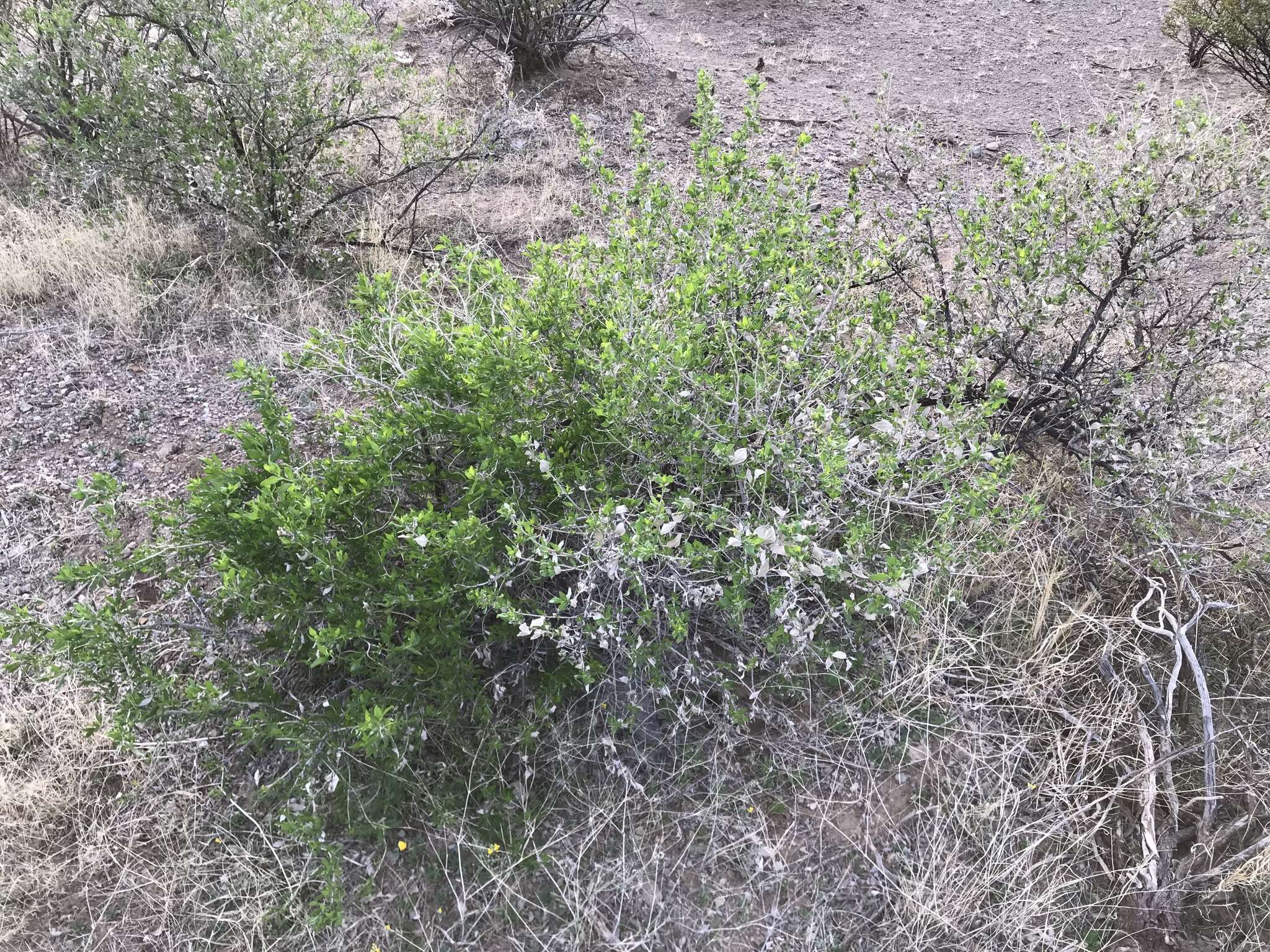 Image of American tarwort