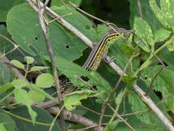 Imagem de Cnemidophorus gaigei Ruthven 1915