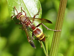 Image of Polistes badius Gerst. 1873