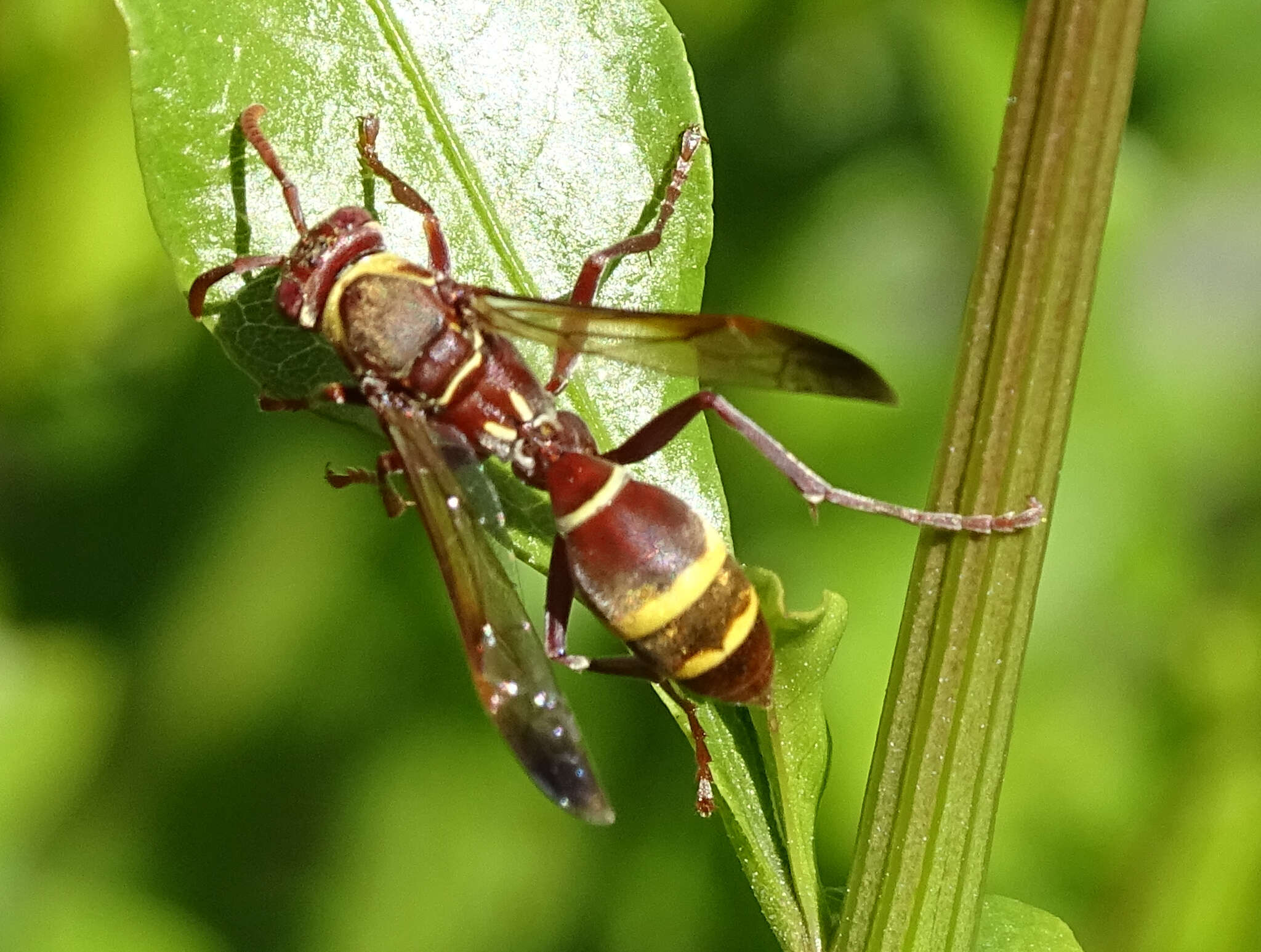 Image of Polistes badius Gerst. 1873