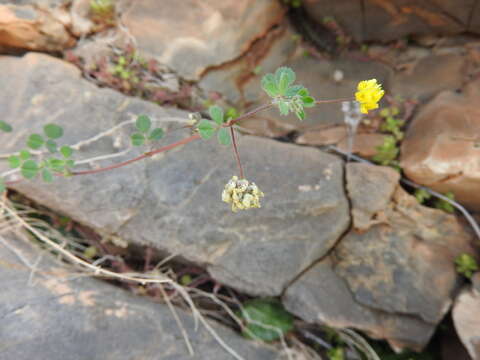 Image of Medicago coronata (L.) Bartal.