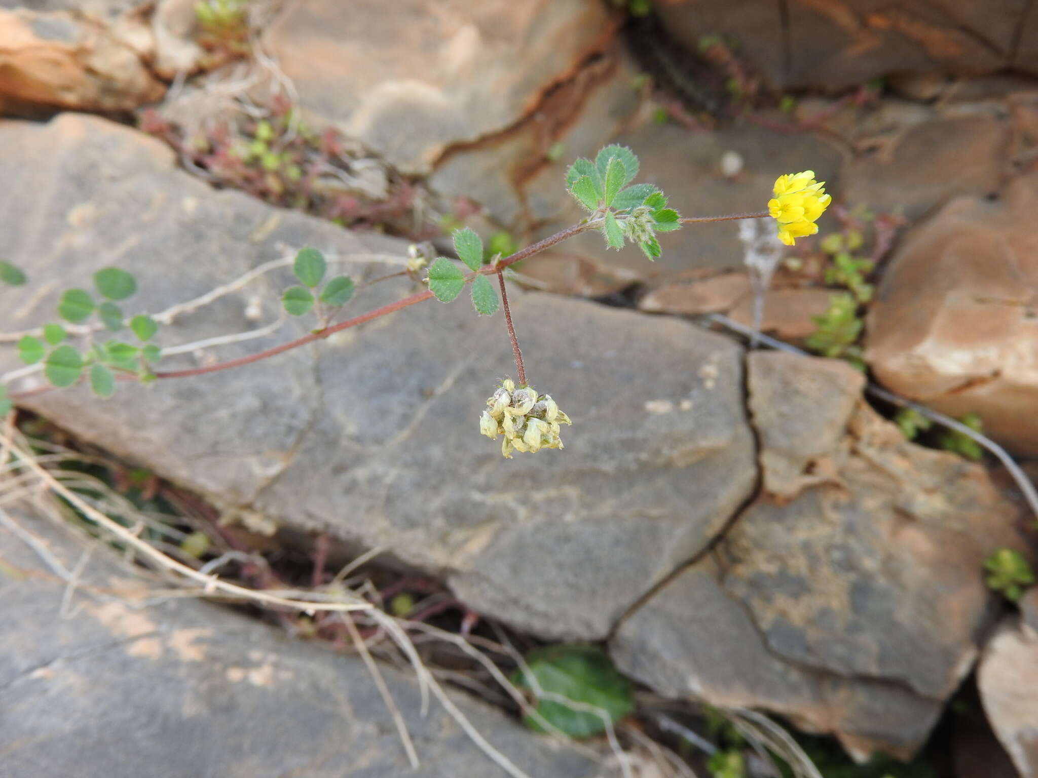 Слика од Medicago coronata (L.) Bartal.