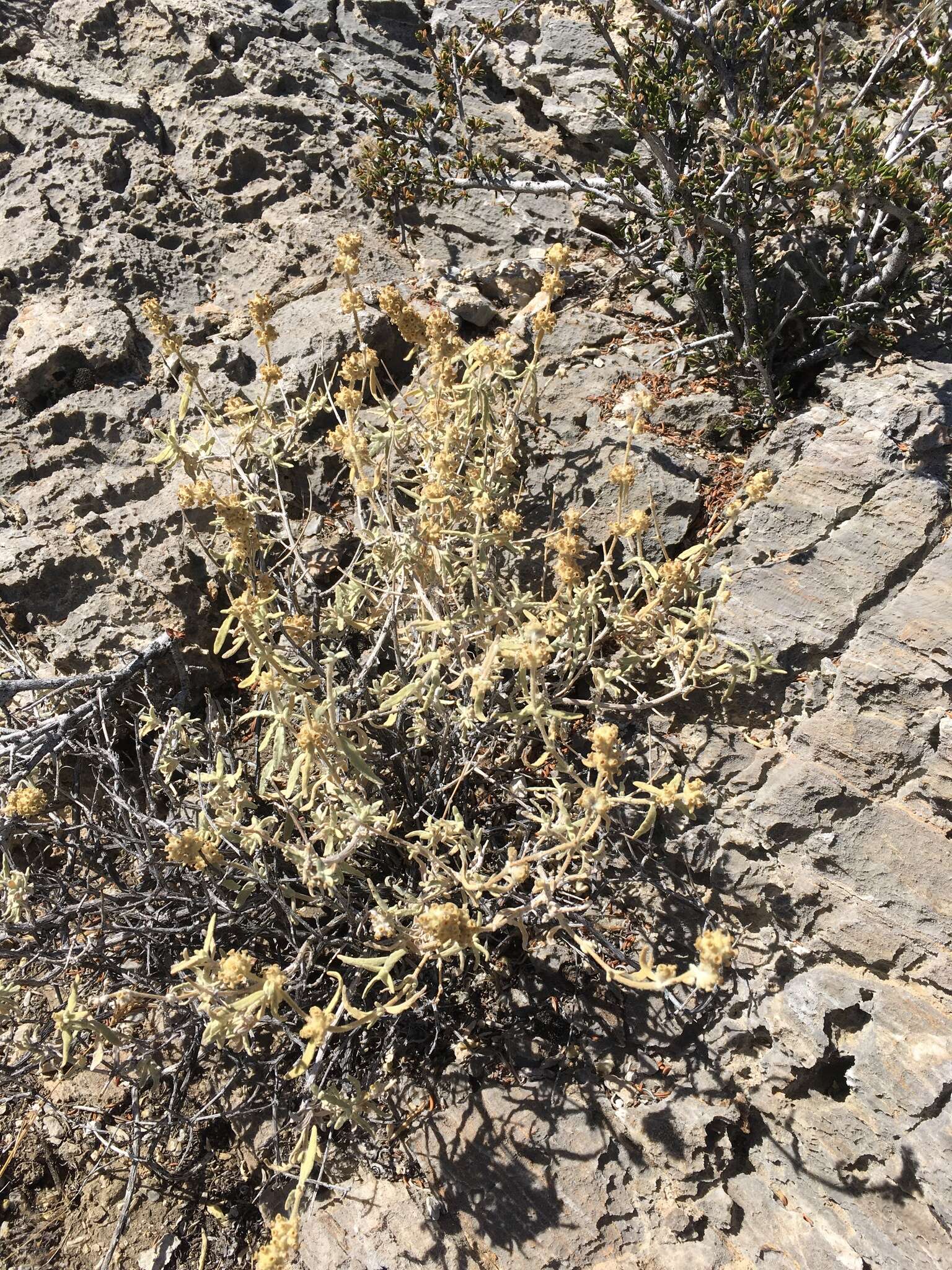 Image of Utah butterflybush