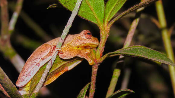 Image of Loquacious Treefrog