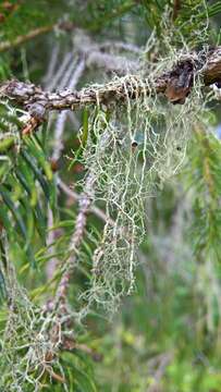 Image of Mountain oakmoss lichen