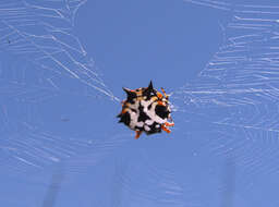 Image of Austracantha