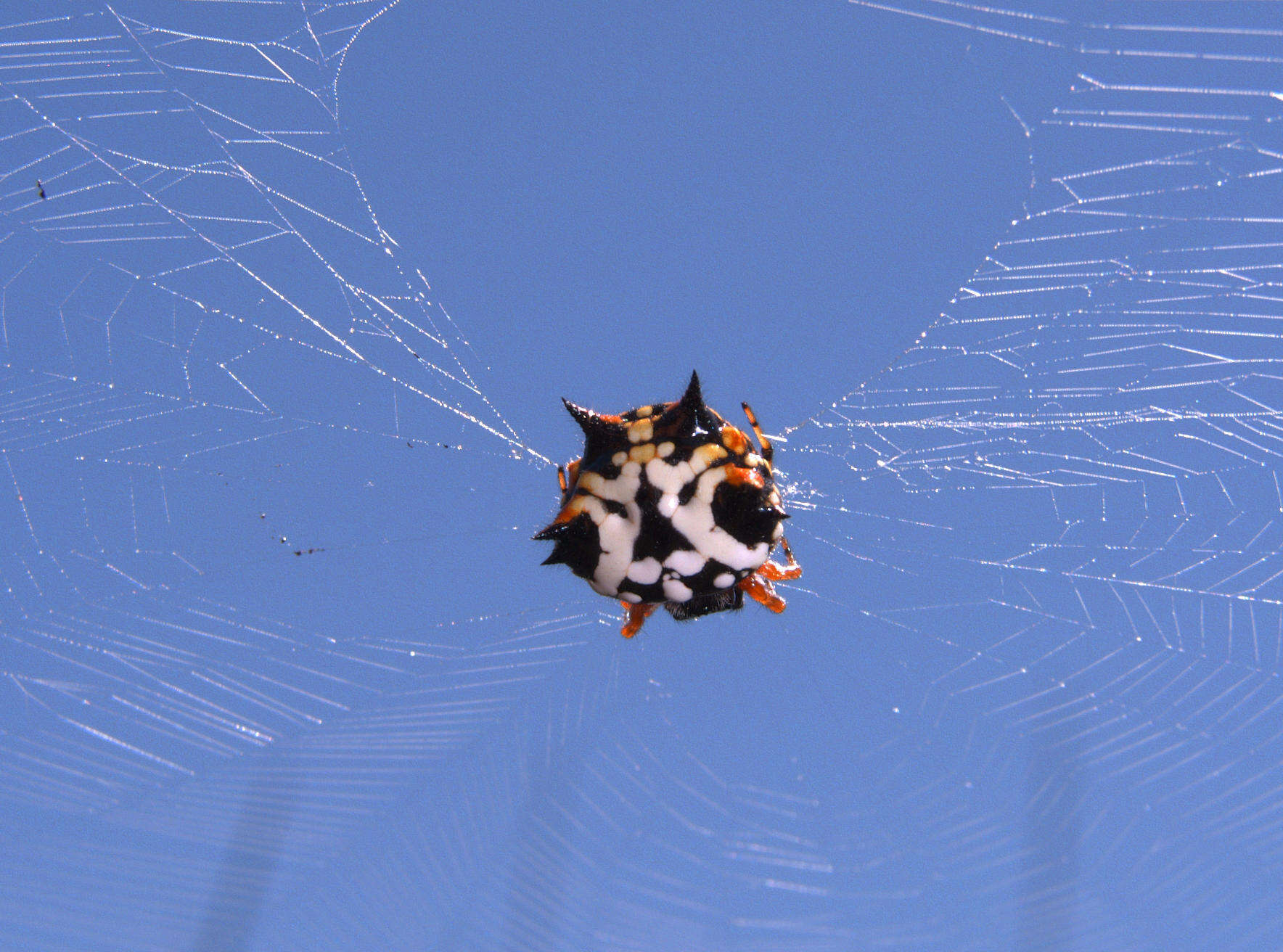 Image of Austracantha