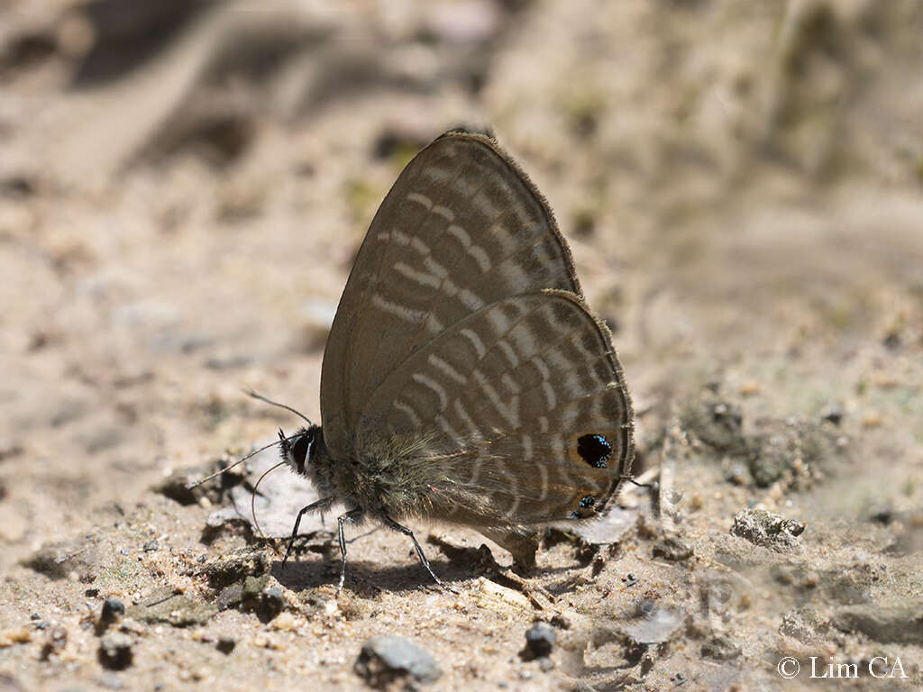 Image of Nacaduba pactolus (Felder 1860)