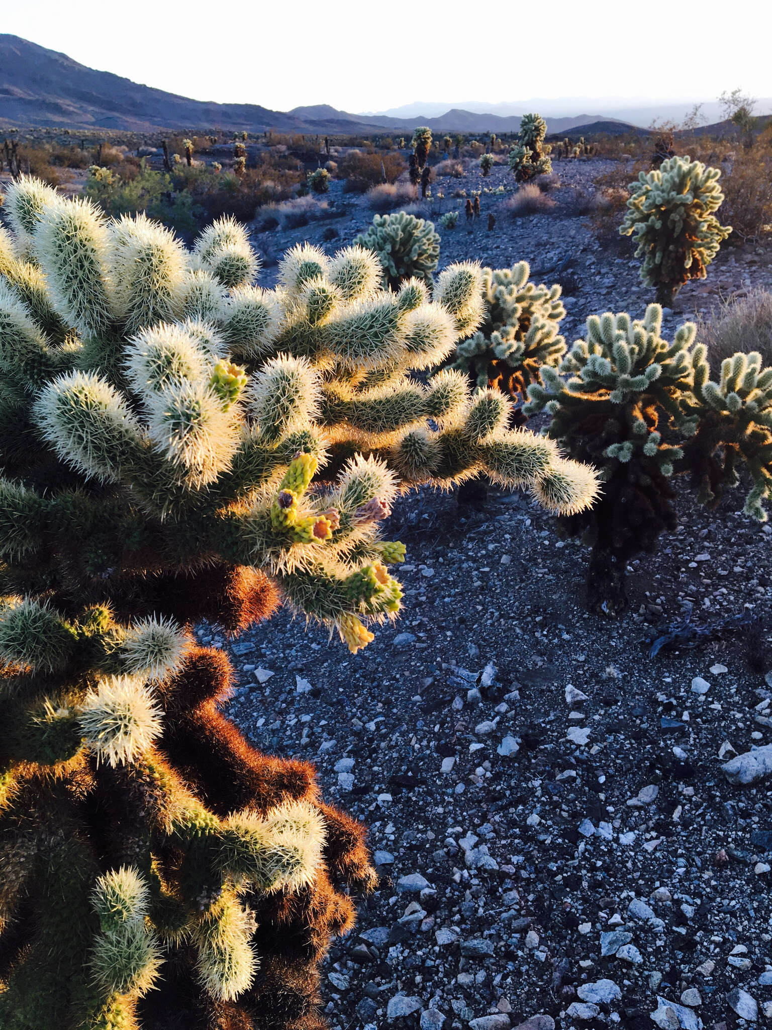 Image of teddybear cholla