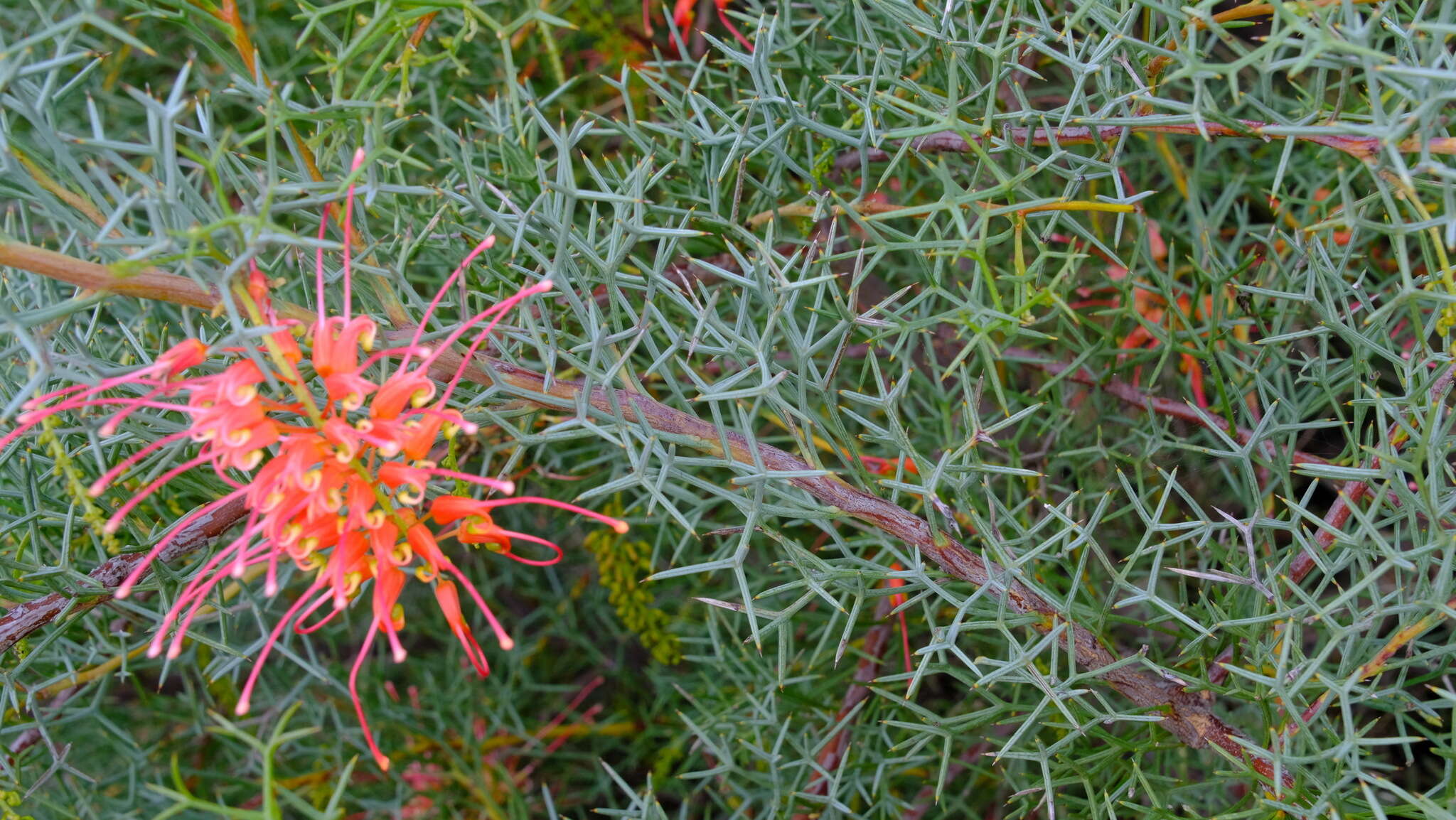 Image of Grevillea dielsiana C. A. Gardner