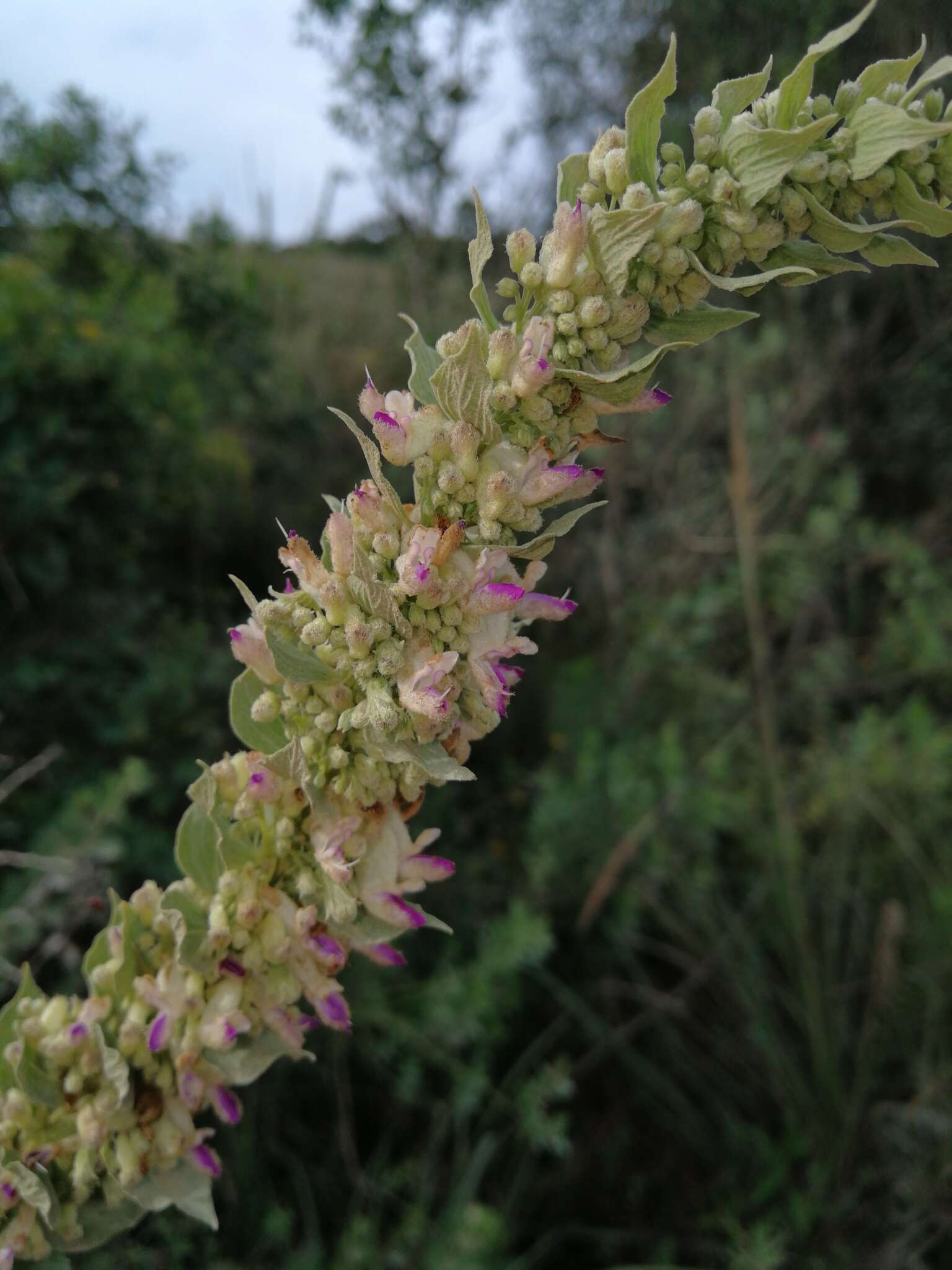 صورة <i>Coleus calycinus</i>