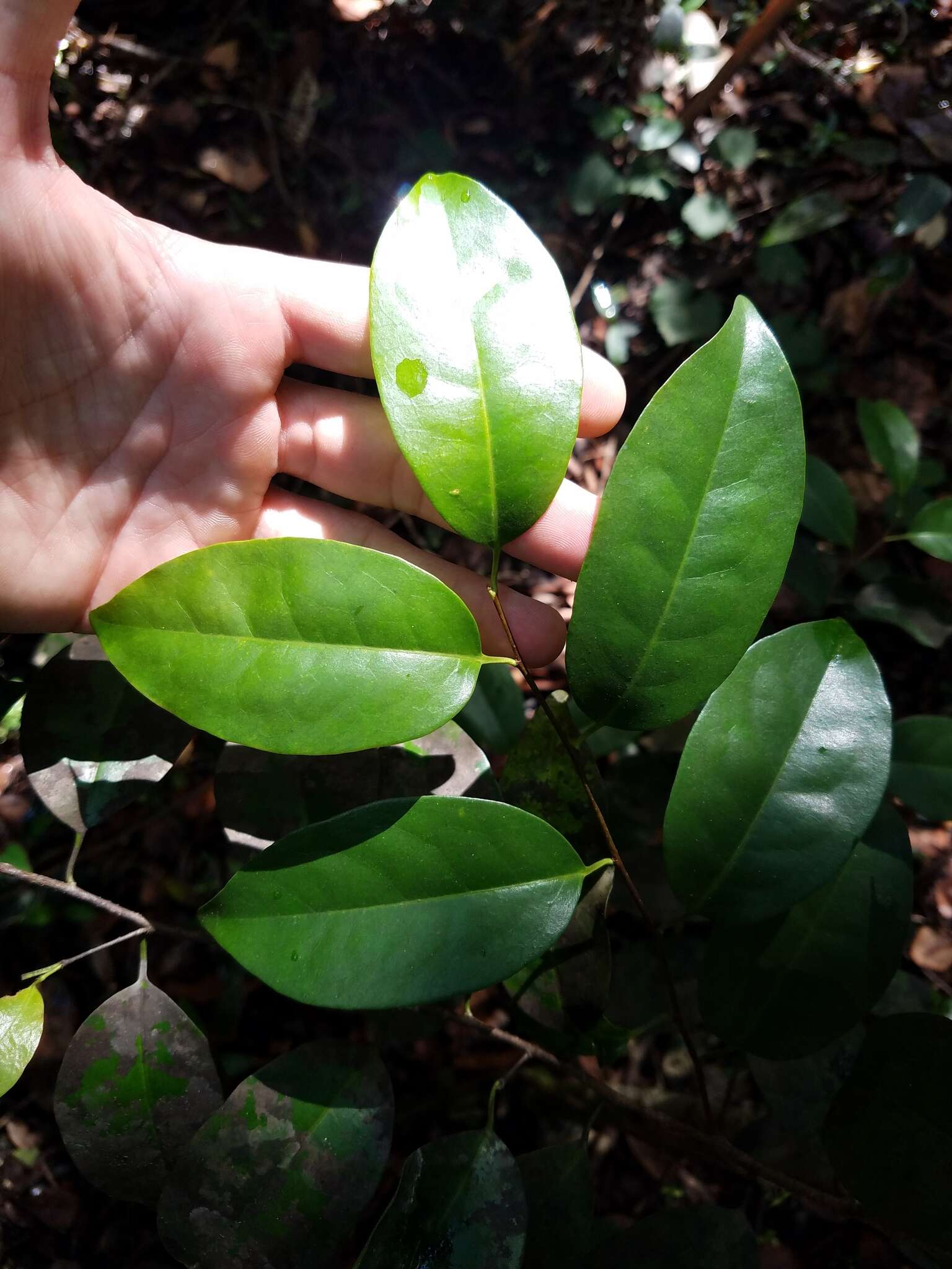 Imagem de Prunus myrtifolia (L.) Urban