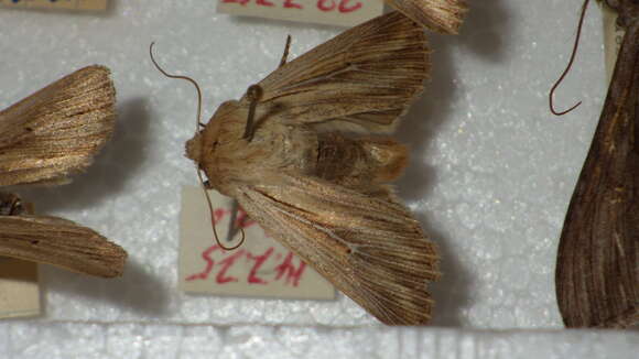 Image of shoulder-striped wainscot