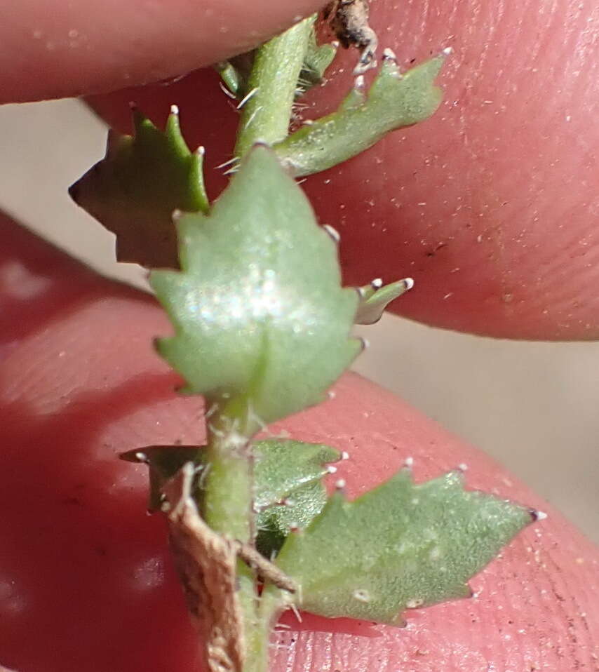 Image of Lobelia thermalis Thunb.