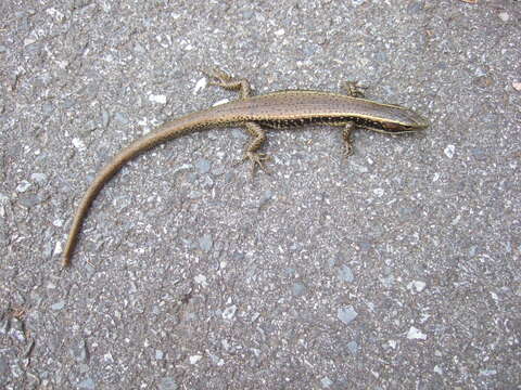 Image of Eastern Water Skink