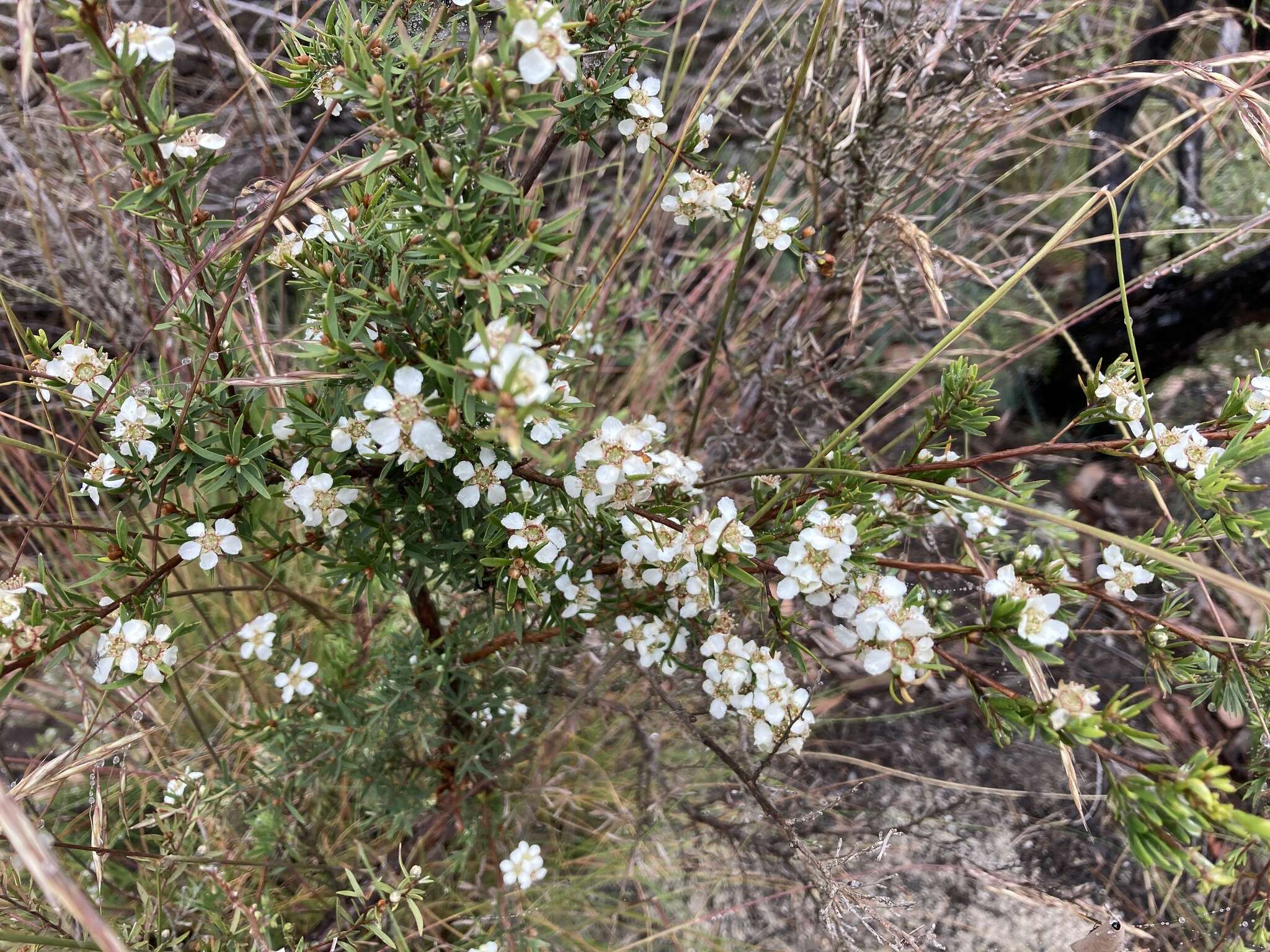 Sivun Leptospermum trinervium (Smith) J. Thompson kuva