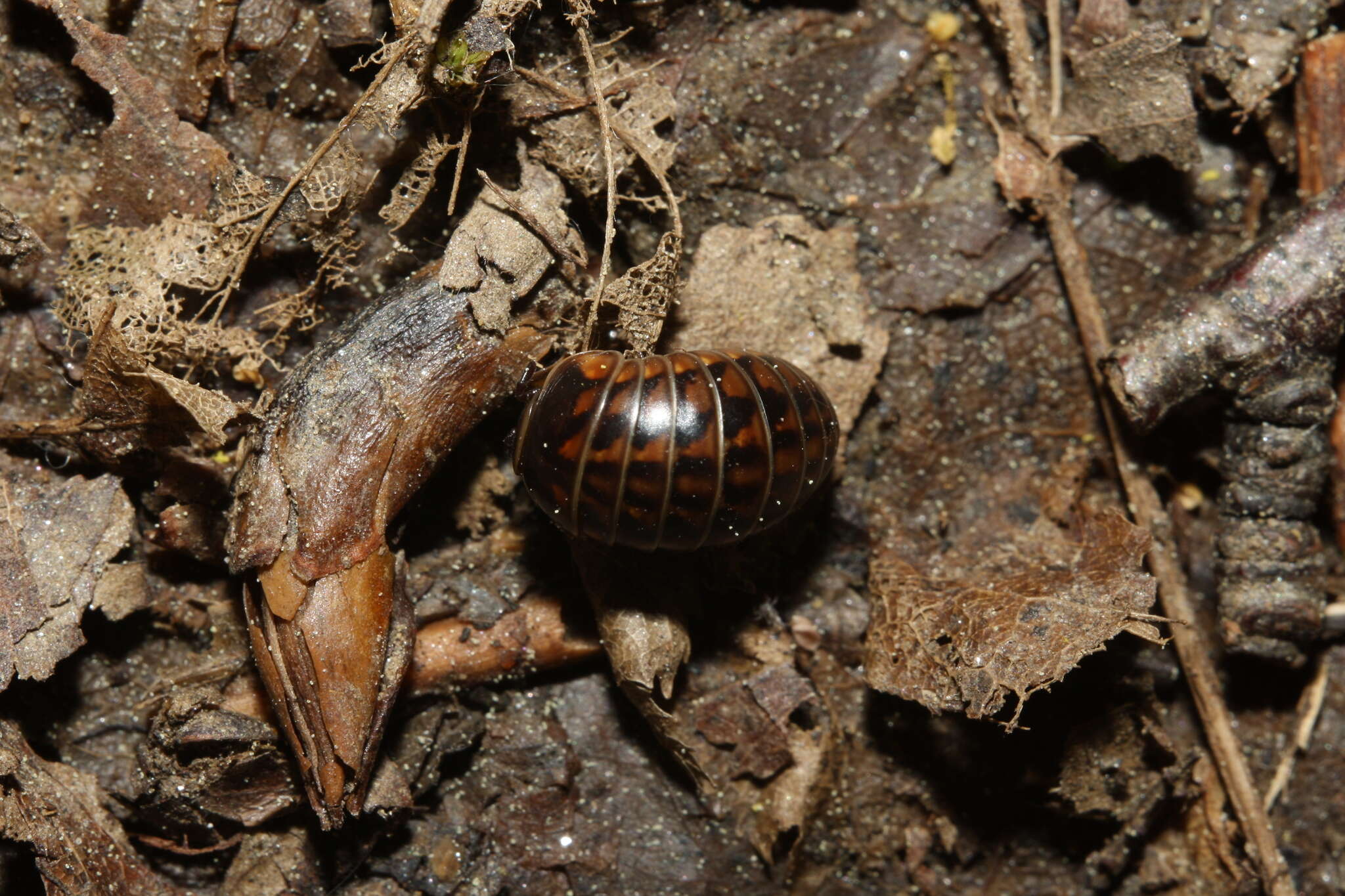 Image of Glomeris hexasticha Brandt 1833