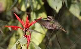 Chlorostilbon gibsoni (Fraser 1840) resmi