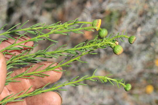 Image of Chrysocoma tridentata DC.