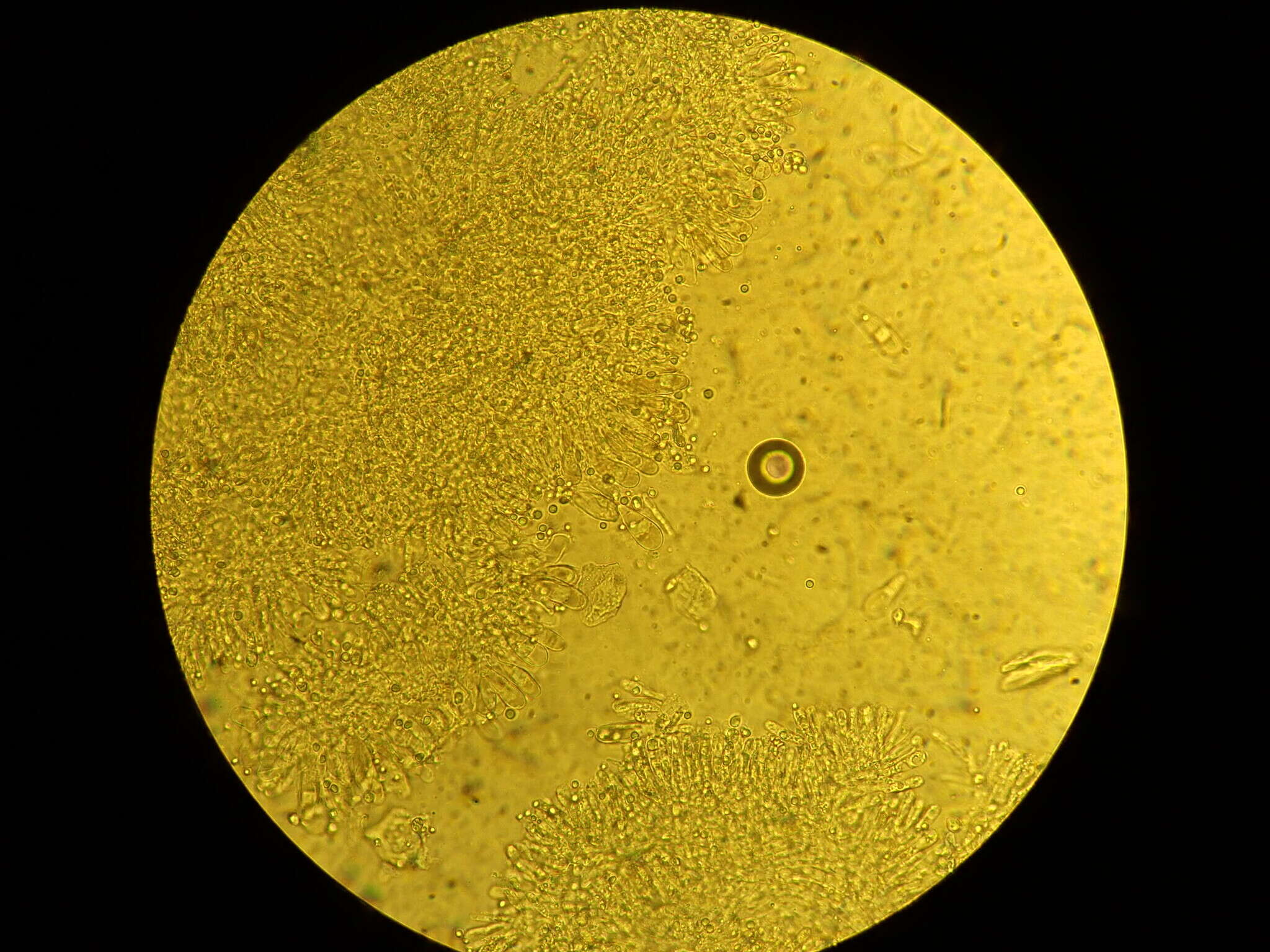 Plancia ëd Hydropus kauffmanii (A. H. Sm.) P.-A. Moreau & Courtec. 2004