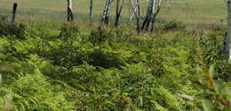 Image of Pteridium latiusculum subsp. japonicum (Nakai) Fraser-Jenkins