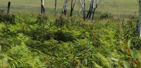 Image of Pteridium latiusculum subsp. japonicum (Nakai) Fraser-Jenkins