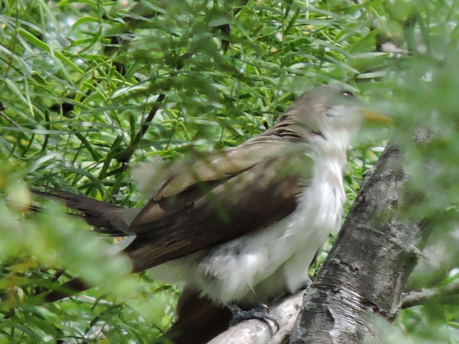 Image of Yellow-billed Cuckoo