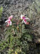 Image of Pelargonium laxum (Sweet) G. Don