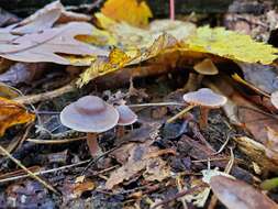 Image of Cortinarius ferrugineovelatus Kytöv., Liimat. & Niskanen 2014