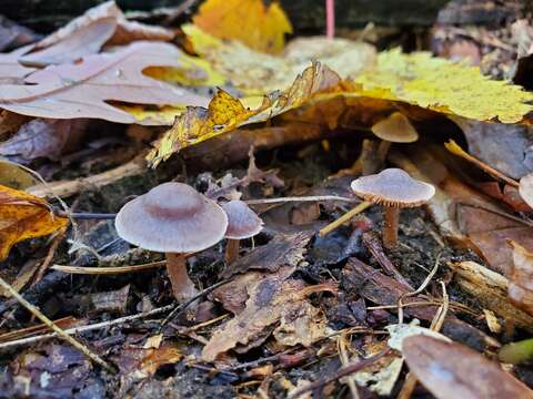 Image of Cortinarius ferrugineovelatus Kytöv., Liimat. & Niskanen 2014