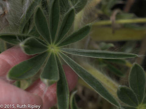 Image of Lupinus weberbaueri Ulbr.