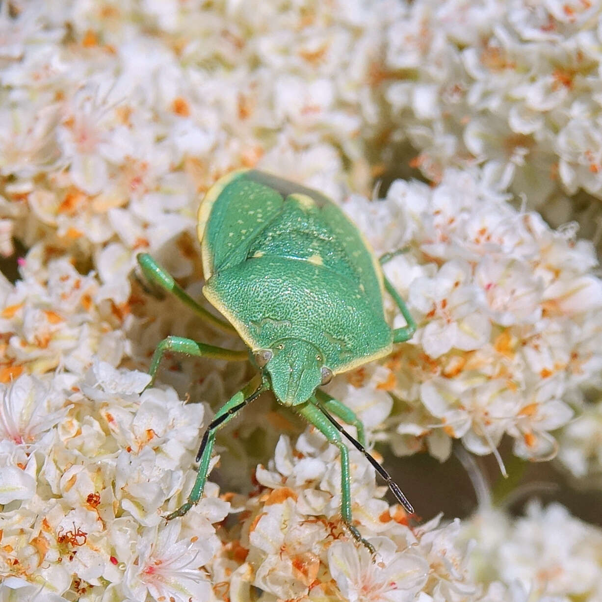 Image of Uhler's Stink Bug