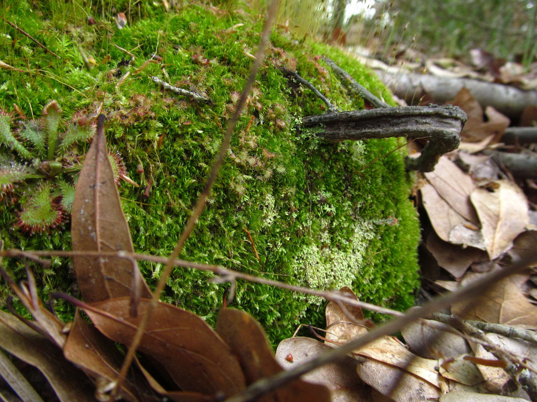 Image of dwarf sundew