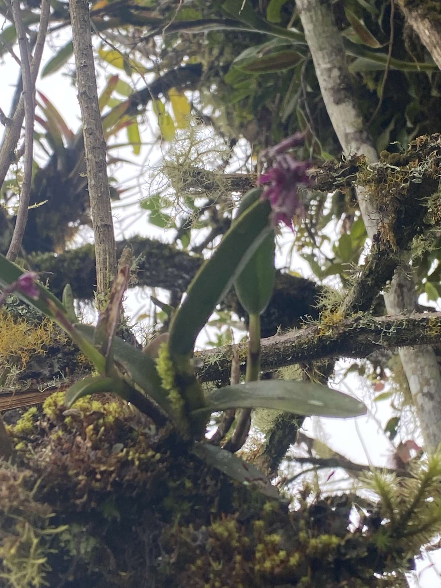 Image of Epidendrum coryophorum (Kunth) Rchb. fil.