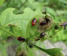 Tropidosteptes cardinalis Uhler 1878的圖片