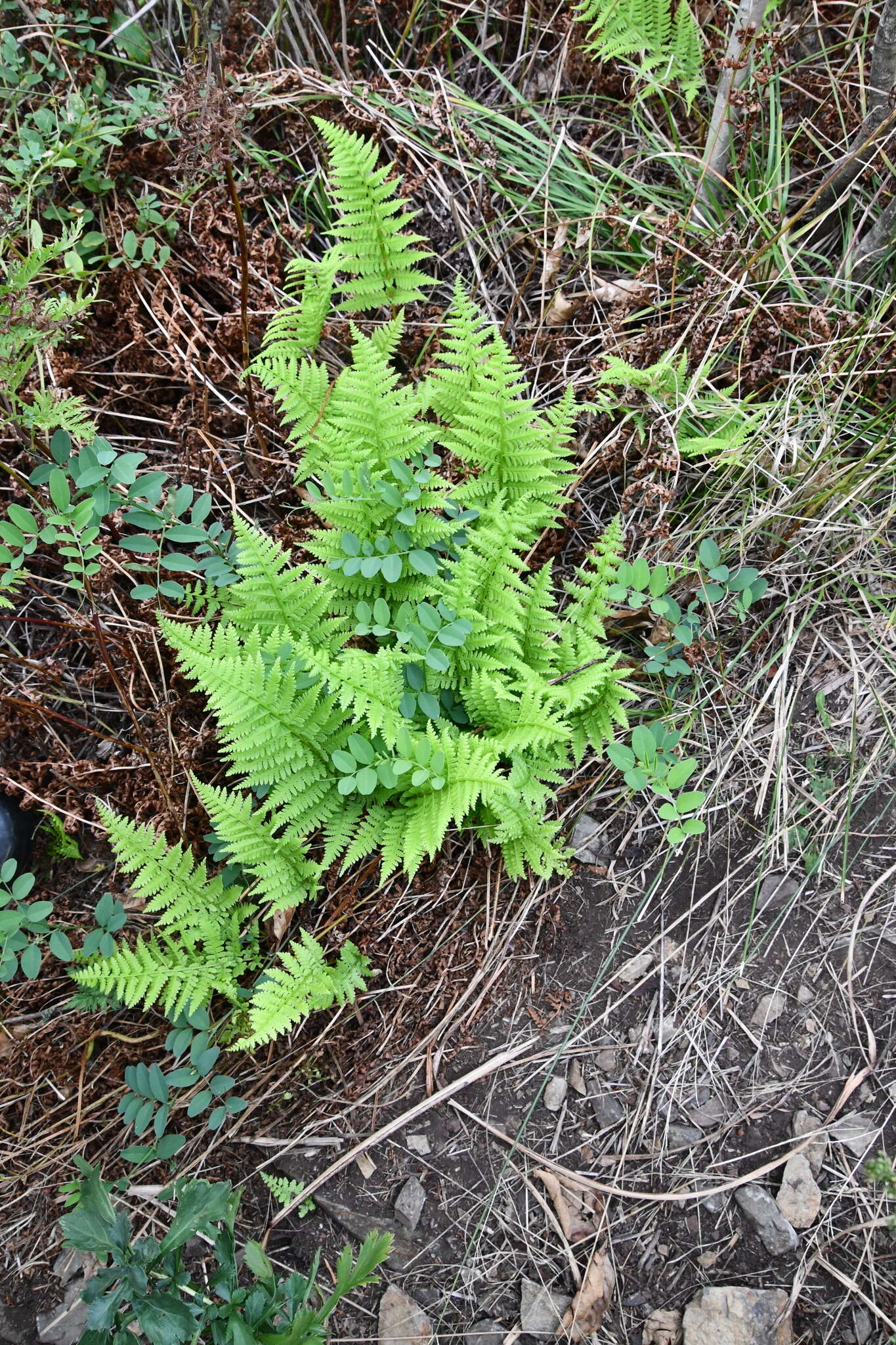 Image of Athyrium yokoscense (Franch. & Sav.) Christ