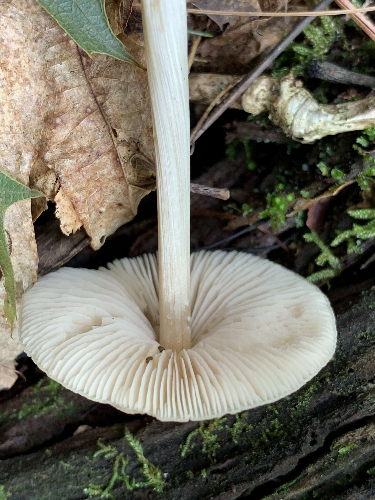 Imagem de Entoloma strictius (Peck) Sacc. 1887