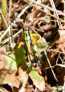 Image of Long-winged Mountain Grasshopper