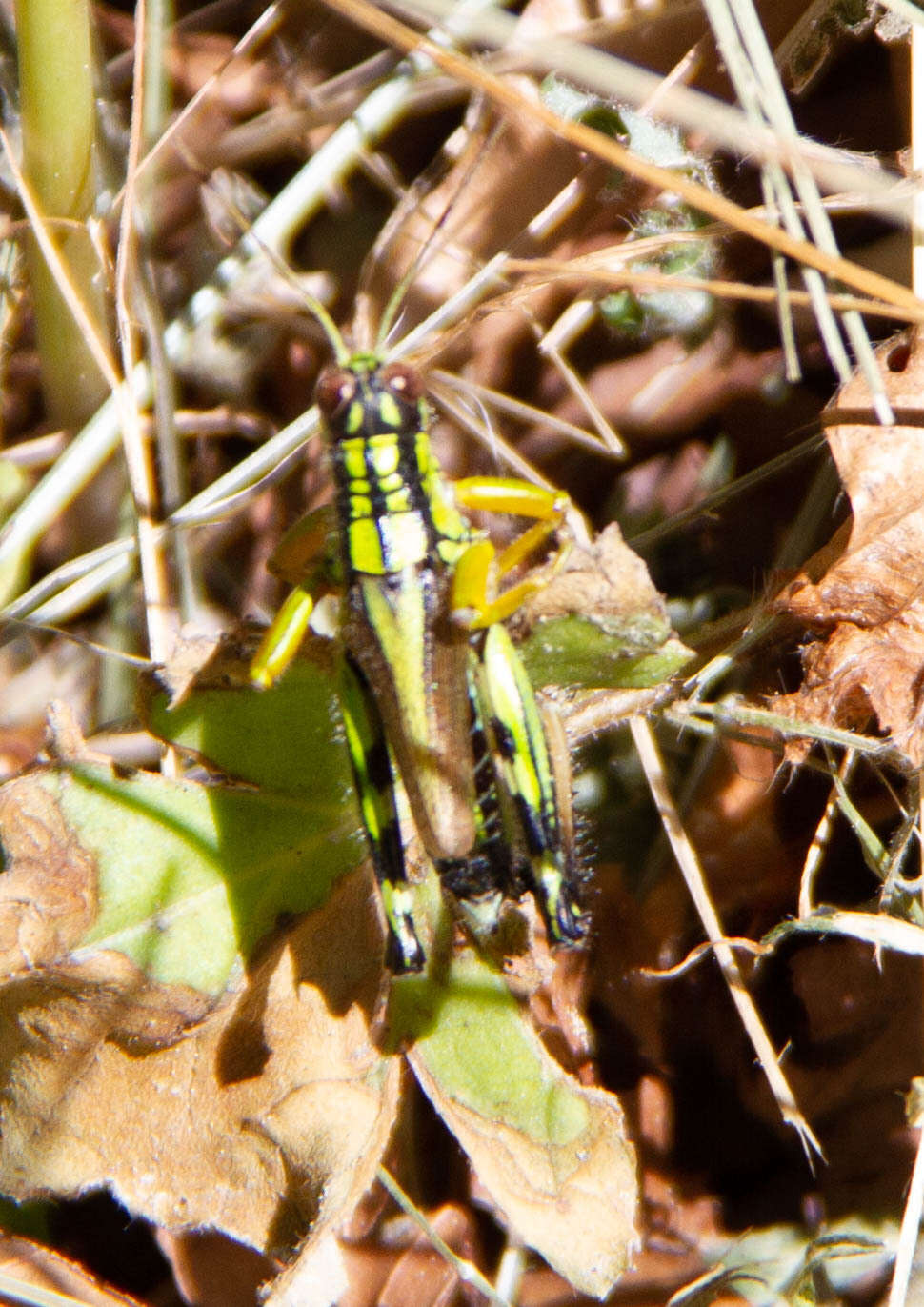 Image of Long-winged Mountain Grasshopper