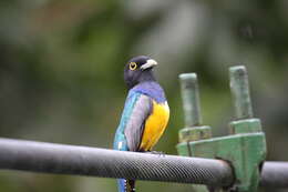 Image of Gartered Trogon