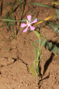 Image of weed silene