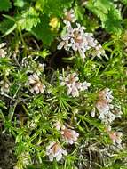 Image of Asperula cynanchica subsp. cynanchica