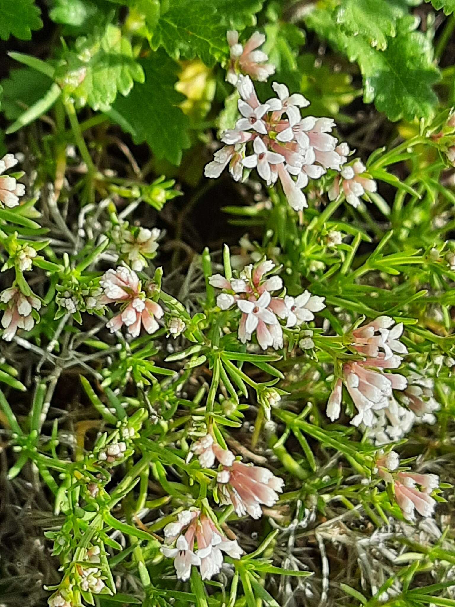 Image of Asperula cynanchica subsp. cynanchica