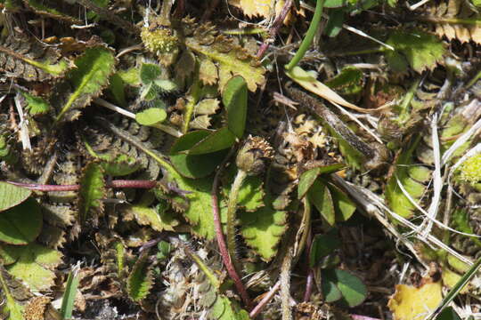 Image of Leptinella squalida subsp. squalida