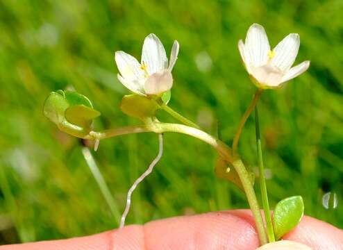 Sivun Lysimachia huttonii (Harv.) U. Manns & Anderb. kuva