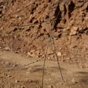 Image of Digitaria ramularis (Trin.) Henrard